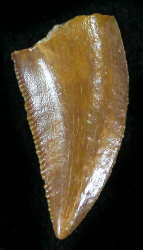 Small Raptor Tooth From Morocco - #26051